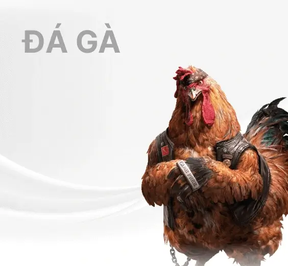 5mb đá gà