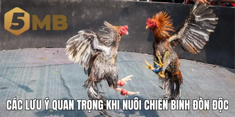 Các lưu ý quan trọng khi nuôi chiến binh đòn độc