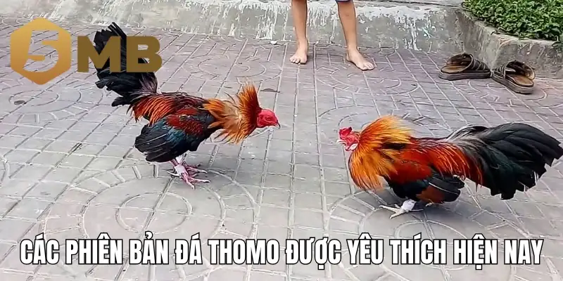 Các phiên bản đá gà Thomo được yêu thích hiện nay