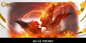Đá gà Thomo