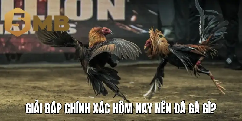 Giải đáp chính xác hôm nay nên đá gà gì?