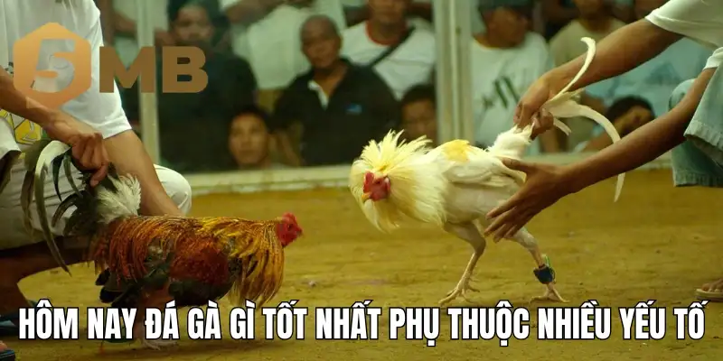 Hôm nay đá gà gì tốt nhất phụ thuộc nhiều yếu tố