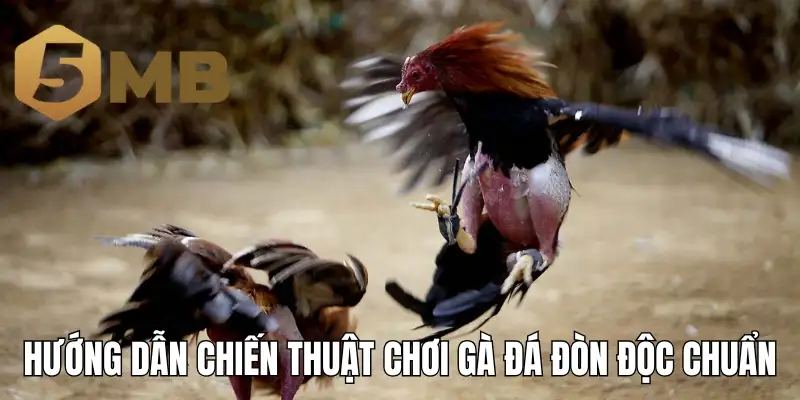 Hướng dẫn chiến thuật chơi gà đá đòn độc chuẩn cao thủ