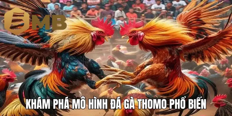 Khám phá mô hình đá gà Thomo phổ biến