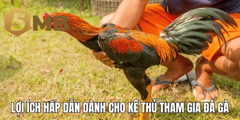 Lợi ích hấp dẫn dành cho kê thủ tham gia đá gà