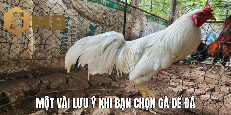 Một vài lưu ý khi bạn chọn gà để đá