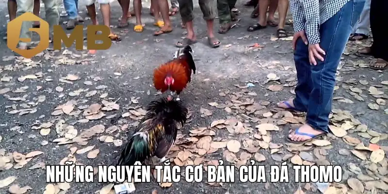 Những nguyên tắc cơ bản của đá gà Thomo
