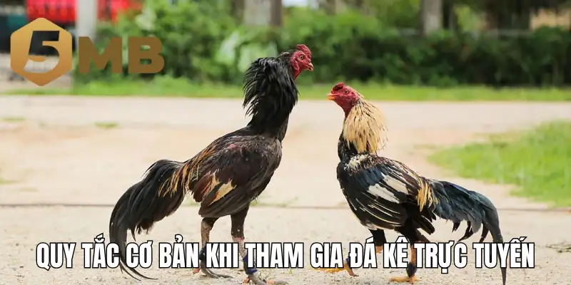 Quy tắc cơ bản khi tham gia đá kê trực tuyến